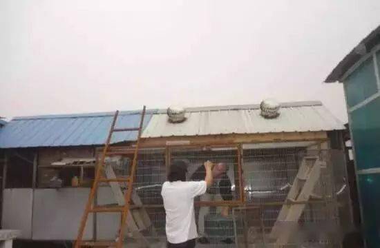 京城豪强鸽棚配备杀菌消毒灯，赛鸽居所堪比星级豪宅